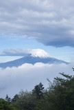 Fototapeta Sawanna - 足柄山から雲海に浮か富士山