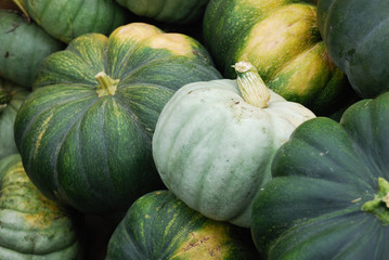 green pumpkins in farm during harvest season