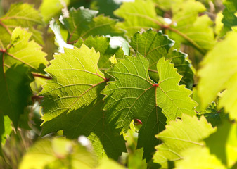 Wall Mural - Leaves of grapes in a vineyard