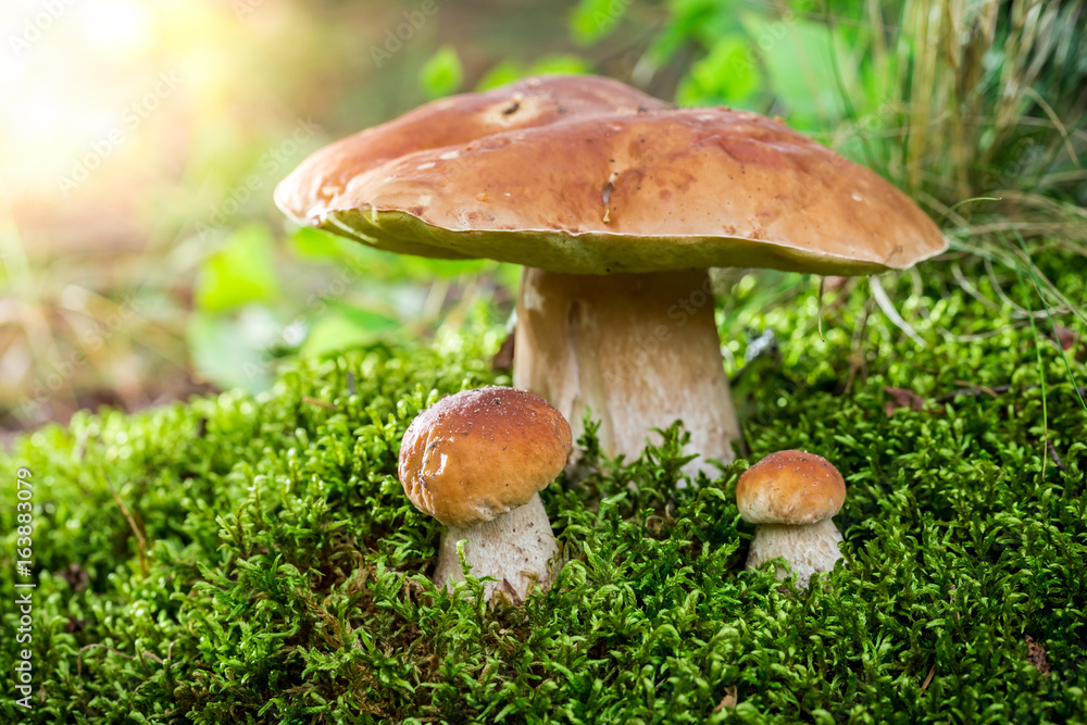 Boletus mushrooms on moss at dawn in summer - obrazy, fototapety, plakaty 