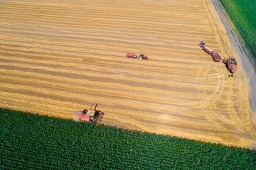 Wall Mural - Aerial image of harvest in wheat field