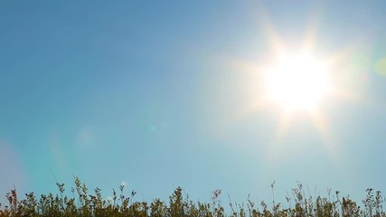 Wall Mural - Beauty of summer nature at sunset time. Line of horizon of countryside meadow and blue evening bright sun with sunflare and rays. Natural background. Real time full hd video footage.