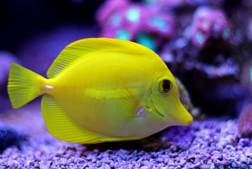 Wall Mural - Yellow zebrasoma tang