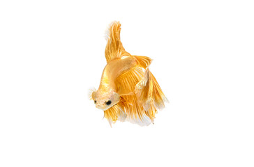 Wall Mural - Moving moment of gold siamese fighting fish isolated on white background