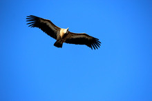 Vulture Flying Over Blue Sky