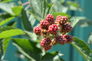 Wall Mural - unripe blackberry