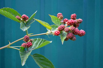 Wall Mural - unripe blackberry on bush