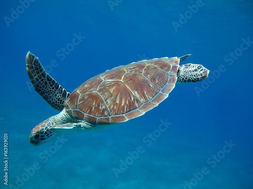 Plakat tortue morski żółw morski marsa alam