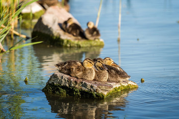 Wall Mural - Young wild duck resting on the rock