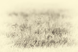 Antique plate photography of close-up of plant with dew in meadow.