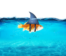 Goldfish Acting As Shark To Terrorize The Enemies. Concept Of Competition And Bravery