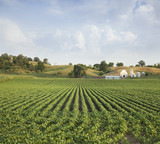 Midwestern Soybean field and farm hills