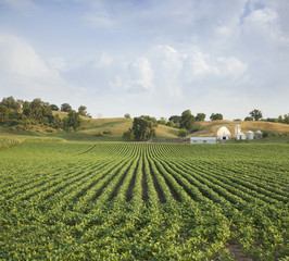 Wall Mural - Midwestern Soybean field and farm hills