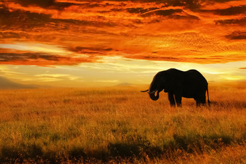 Wall Mural - lonely elephant against sunset in savannah. serengeti national park. africa. tanzania.