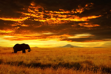 Wall Mural - lonely big elephant against sunset in savannah. serengeti national park. africa. tanzania.