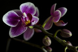 Fototapeta Storczyk - A brunch of Orchid with some buds and flowers on black background 