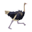 ostrich birds of savannah african fauna wildlife in tropics