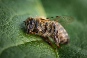 Macro image of a dead bee on a leaf from a hive in decline, plagued by the Colony collapse disorder and other diseases