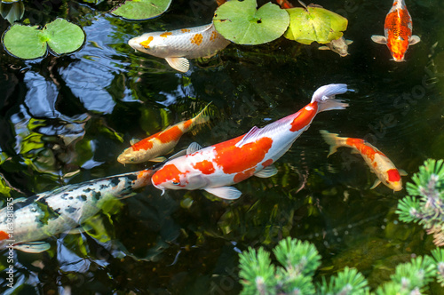 Zdjęcie XXL Kolorowy dekoracyjny ryba pławik w sztucznym stawie, widok od above