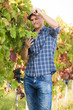 © bokan - Portrait of handsome young man working in vineyard
