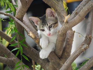 Cat on tree