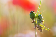 Macro Of A Grasshopper In A Poppy Field