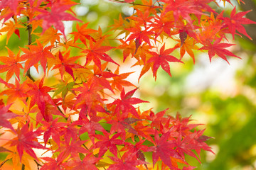 red maple tree