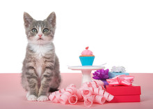 Small Gray And White Kitten Sitting On Pink Surface Next To A Pedestal With Small Cupcake Cake, Presents And Pink Curling Ribbon Under. Isolated On White Background.