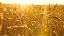 Fligth Across The Golden Wheat Field