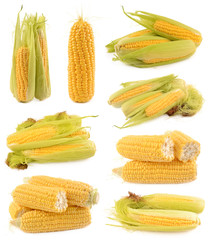 Canvas Print - Corn on a white background