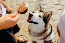 Outdoors Portrait Of A Female Alaskan Malamute Dog Standing Against Leg, Looking Up At Ice Cream Over Paving Stone Background.
