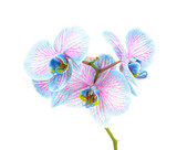 Fototapeta Storczyk - Blue orchid flower isolated on white background.