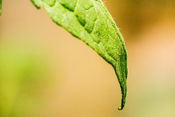 Tomatoe plant leaf closeup