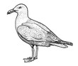 European herring gull illustration, drawing, engraving, ink, line art, vector
