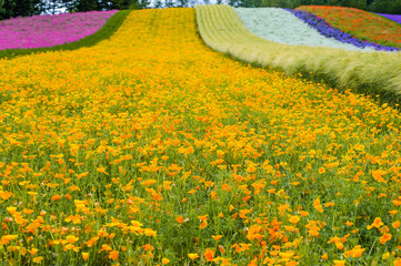 Wall Mural - lavender and flowers field in the garden ,furano in Japan on summer time