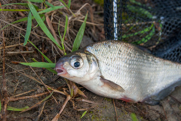 Single freshwater fish white-eye bream on black fishing net.