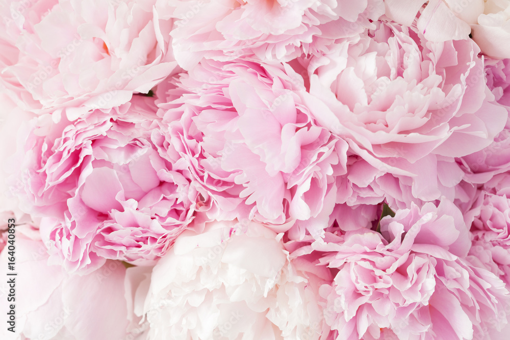 beautiful pink peony flower background - obrazy, fototapety, plakaty 