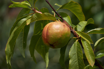 peach on tree in the garden