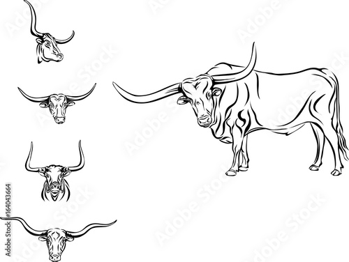 buffalo, bull, head, horns, vector, picture, longhorn Stock Vector | Adobe Stock