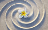 Frangipaniblüte im Sand
