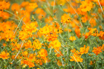 Wall Mural - Beautiful cosmos flower with sun light