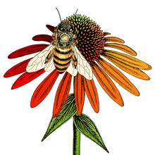 Bee On Coneflower Sketch. Colored Hand Drawn Vector Illustration Of Bee Collecting Nectar From Honey Flower.