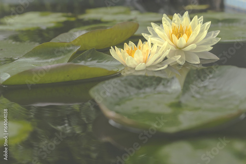 Good Morning With Beautiful Lotus Flower Buy This Stock Photo
