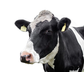 Cow on a white background