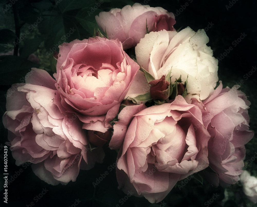 Beautiful bouquet of pink roses, flowers on a dark background, soft and romantic vintage filter, looking like an old painting - obrazy, fototapety, plakaty 