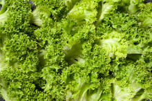Healthy And Fresh Organic Green Curly Salad Closeup