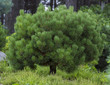 Pinus mugo - It is also known as creeping pine, dwarf mountain pine,