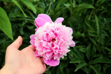 Wall Mural - Female hand with beautiful peony flower outdoors, closeup