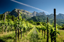 Rows Of Vines Growing In A Vineyard Underneath The Blue Sky And Impressive Mountains Of The Swiss Alps