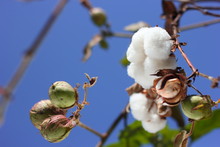 Cotton Fields India